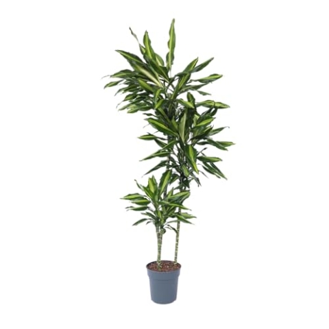 Plant in a Box - Dracaena fragrans 'Cintho' - Drachenbaum - Topf 24cm - Höhe 140-150cm