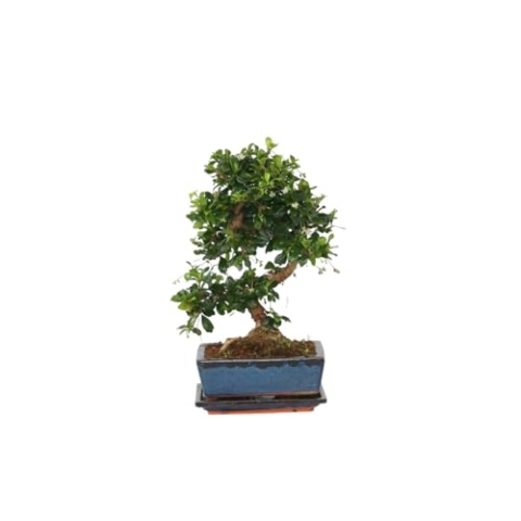 Plant in a Box - Bonsaibaume - Carmona microphylla - Höhe 20-30cm - Topf 20cm - S-Form Fukien Bonsai