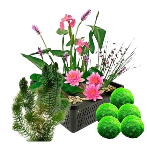 vdvelde.com - Mini vijverset - Roze + Zuurstofplanten tegen Algen - • Voor 25-100 L• 11 planten• Plaatsing: -10 tot -20 cm