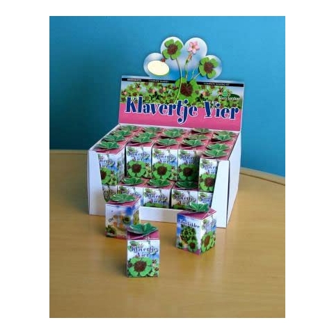 Greengift Vierblättriges Kleeblatt