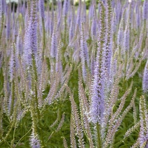 6x Kandelaberehrenpreis 'Lavendelturm' - Veronicastrum virginicum ‘Lavendelturm’ - Topf 9x9cm