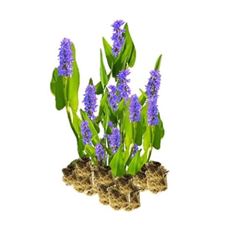 vdvelde.com - Snoekkruid - 15 stuks - Losse Pluggen - Pontederia Cordata Moerashyacint - • 15 waterplanten voor 1 m² • Volgroeide hoogte: 80 cm • Plaatsing: -1 tot -20 cm