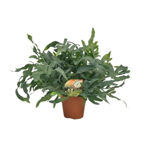Phlebodium Blue Star - 50-60cm - Ø17cm - Zimmerpflanze - Immergrün