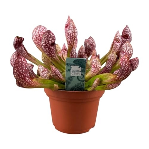 Sarracenia Scarlet Belle - 30-40cm - Ø12cm - Zimmerpflanze - Immergrün