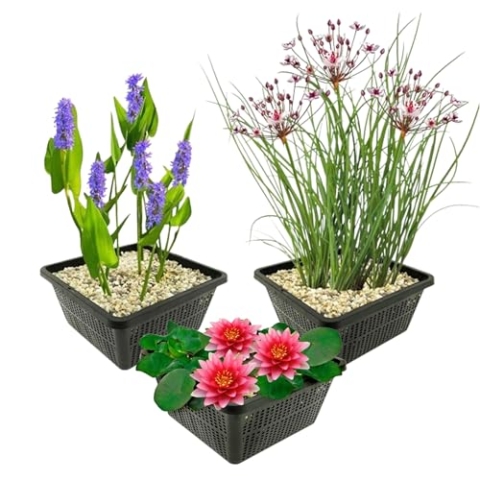 vdvelde.com - Teichpflanzen Set - Rote Seerose - Kombi Set - 9 pflanzen - Platzierung: -1 bis -40 cm