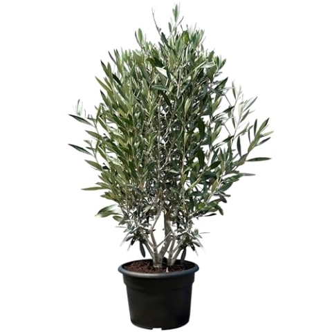 "Sunny Tree - Olivenbaum Olea Europaea in Strauchform - Busch - Immergrüner Olivenbaum - Winterhart -18 - Höhe 140-160 cm inkl. Topf.- A+ ware "