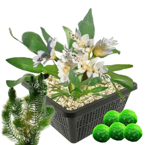 vdvelde.com - Kaapse Waterlelie + Zuurstofplanten tegen Algen - • Combi set• 8 planten• Plaatsing: -10 tot -20 cm