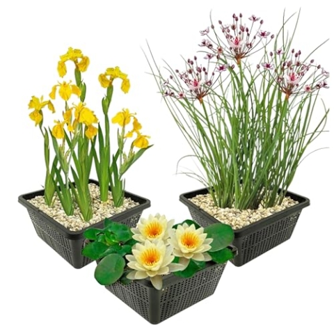 vdvelde.com - Teichpflanzen Set - Gelbe Wasserpflanzen - Kombi Set - 9 pflanzen - Platzierung: -1 bis -40 cm
