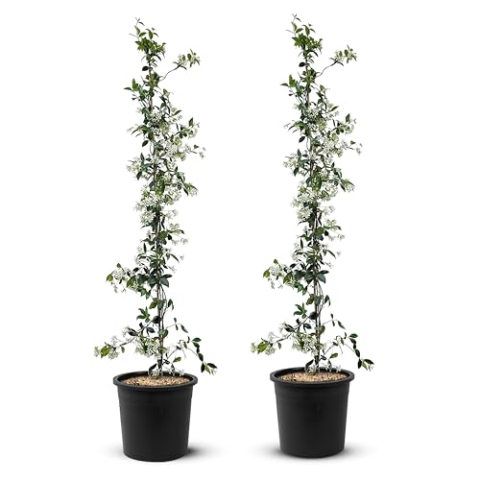 Jasmin - Toskanischen Jasmin - Trachelospermum Jasminoides 160 cm A+ ware (2pcs)