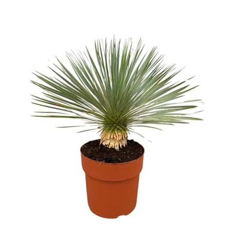 Trendyplants - Yucca Rostrata am Stamm - Winterhart - Gartenpflanze - Höhe 60-80 cm - Topfgröße Ø30cm