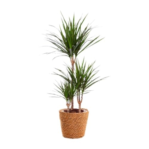 Dracaena Marginata - 85-95cm - Ø21cm - Zimmerpflanze - Immergrün