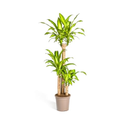 Dracaena Fragrans Massangeana - 130-150cm - Ø24cm - Zimmerpflanze - Immergrün