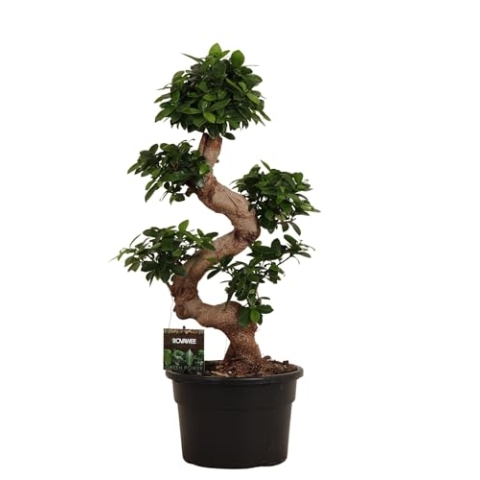 Trendyplants - Ficus Microcarpa Ginseng - Bonsai - Zimmerpflanze - Höhe 70-90 cm - Topfgröße Ø23cm