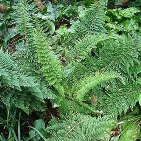 6x Filigranfarn ‘Plumosum Densum' - Polystichum setiferum ‘Plumosum Densum' - Topf 9x9cm