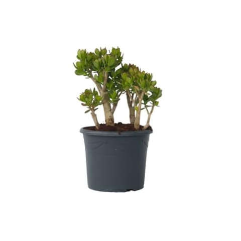 Plant in a Box - Crassula ovata 'Minor' XL - Zimmerpflanze - Sukkulente - ⌀ 30 cm - Höhe 60-65 cm
