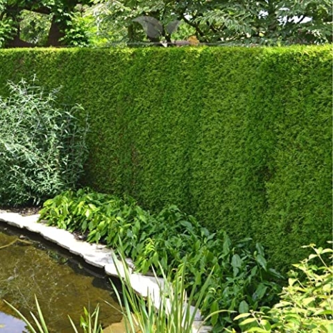Gardline - Lebensbaum Thuja Brabant 180-200 cm. Angebot: 3-150 Koniferen. Thuja 22 St. (ca. 11 Meter)