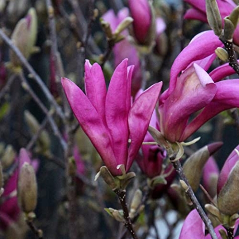 Magnolie 'Susan' - Magnolia 'Susan' 40-60 C - 40-60 cm Topf