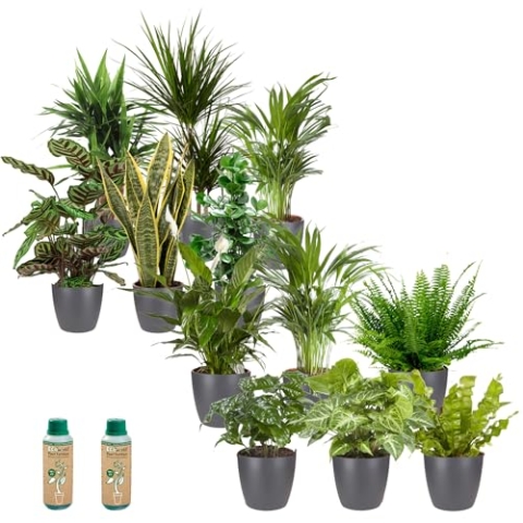 vdvelde.com - Kantoorplanten - Makkelijke en Luchtzuiverende Planten - Kantoorinrichting - Antraciet Pot - 12 stuks - Planten voor op Kantoor - • 12 planten in antraciet pot• Ø 12 cm ↥ ca. 40 cm•
