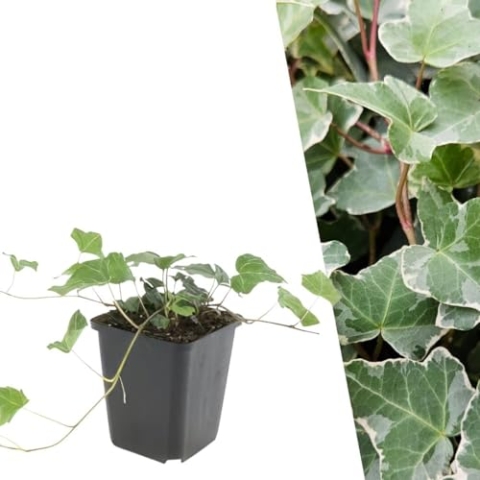 Plants by Frank | 60 Efeu Pflanzen | Hedera helix 'Glacier' | Kletterpflanzen winterhart mehrjährig | Bodendecker winterhart mehrjährig | Pflanzen für Garten | Gartenpflanzen