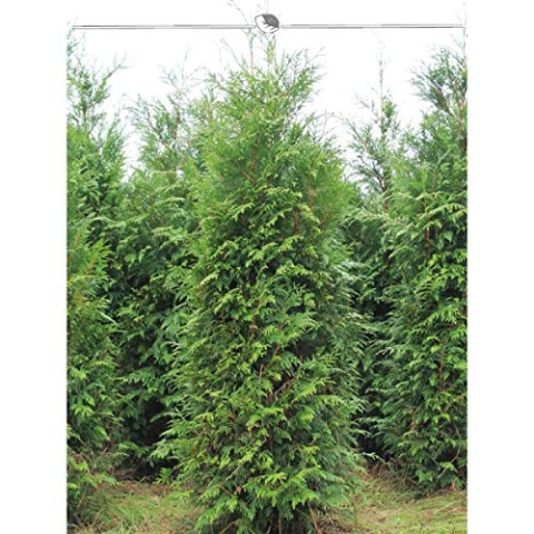 Lebensbaum Thuja plicata Atrovirens 160-180 cm. Angebot: 5 Thuja Heckenpflanzen