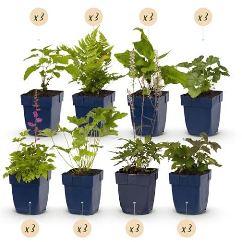 GreenboutiQ - Staudenpaket - Schatten - 24 Stauden - Für 3 m2 - Wenig Pflege - Topf 11cm