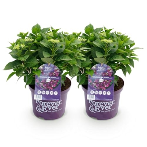 Green boutiQ - Balkonpflanze - Hortensie - Hydrangea Forever & Ever - Lila - 7-12 Blumen - 2 Pflanzen - Topf 23cm Höhe 55cm