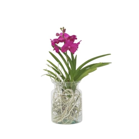 Plant in a Box - Vanda 'Bose' in Vase - Orchidee - Kirsche - Höhe 45cm