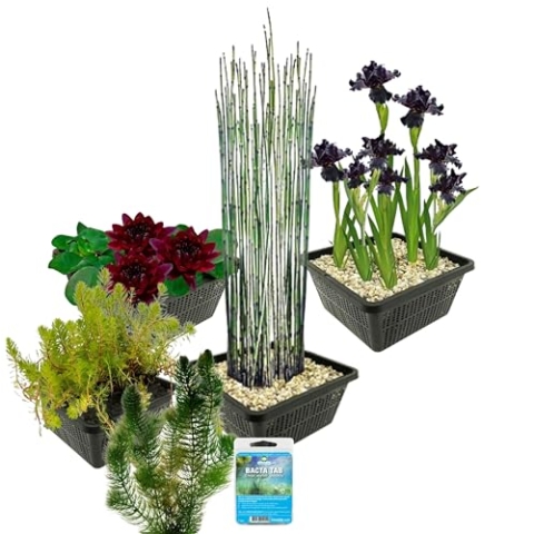 vdvelde.com - Teichpflanzen Paket Schwarz - S - 100-400 L - 15 pflanzen für 100-400 L - Ohne Filterbettsubstrat - Platzierung: -1 bis -100 cm