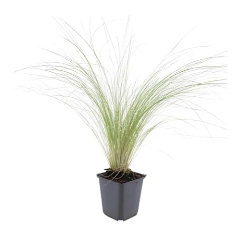 Trendyplants - Stipa tenuissima 'Ponytails' - 40 Pflanzen - Federgras - Winterhart - Höhe 10-25cm - Topfgröße Ø9cm