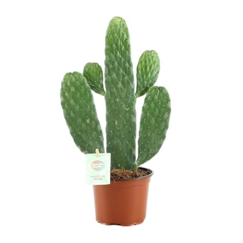 Opuntia Rubescens Consolea - 25-35cm - Ø12cm - Zimmerpflanze - Immergrün - Kakteen und Sukkulenten