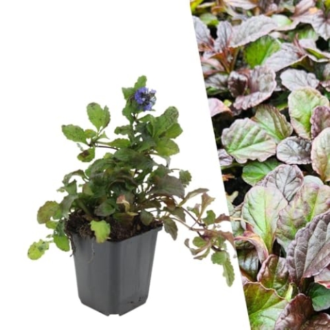 Plants by Frank | 12 Günsel Pflanzen | Ajuga reptans | Bodendecker winterhart mehrjährig | Pflanzen für Garten | Stauden winterhart mehrjährig | Gartenpflanzen