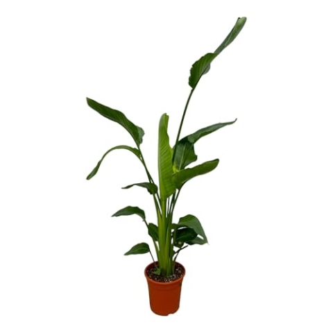 Trendyplants - Strelitzia Nicolai - Paradiesvogelblume - Zimmerpflanze - Höhe 150-170 cm - Topfgröße Ø21cm