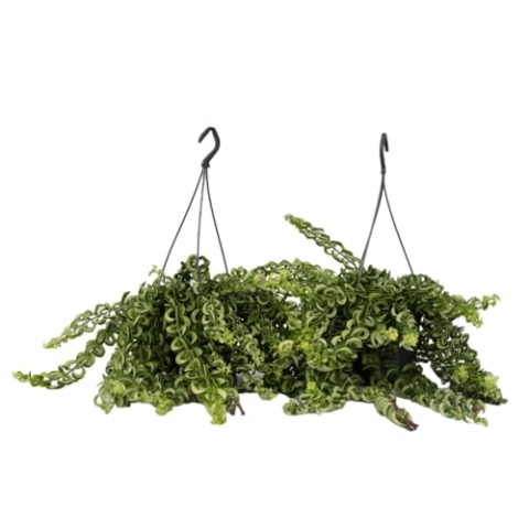 Plant in a Box - Aeschynantus Twister - 2er Set - Hängepflanze mit langen günen Ranken - Zimmerpflanze - Korallenstrauch - Rote blumen - Topf 15cm - Höhe 20-30cm