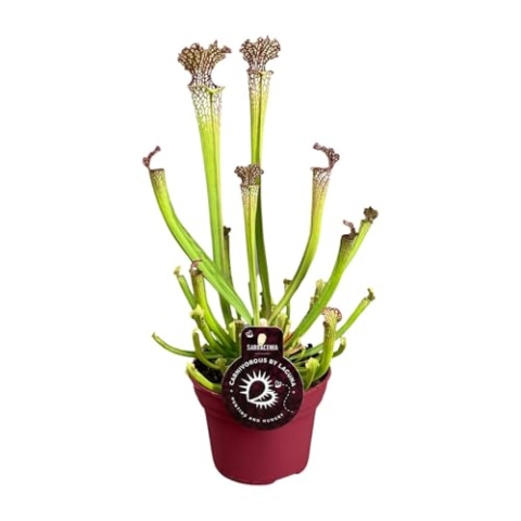 Sarracenia Farnhamii - 30-40cm - Ø12cm - Zimmerpflanze - Immergrün