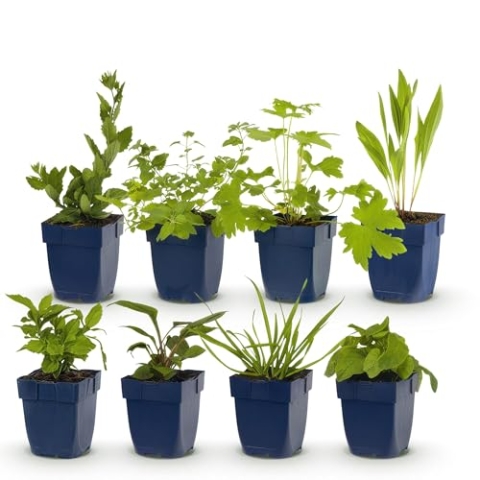 GreenboutiQ - Staudenpaket - Bienen- und Schmetterlingsanziehend - 8 Stauden - Für 1 m2 - Wenig Pflege - Topf 11cm