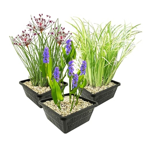 vdvelde.com - Waterplanten Set - M - • Combi set• 12 planten• Plaatsing: -1 tot -20 cm
