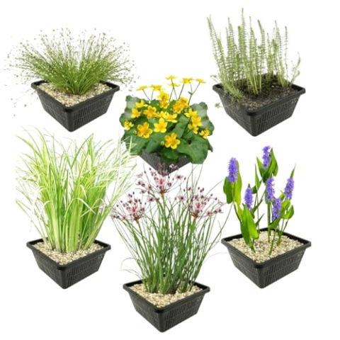 vdvelde.com - Inheemse Vier Seizoenen Vijverplanten - 24 stuks - • Combi set• 24 planten• Plaatsing: -1 tot -10 cm
