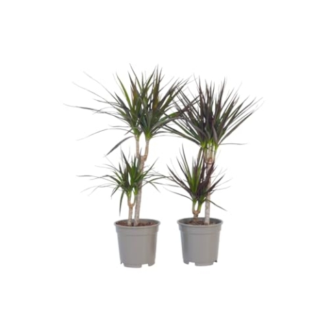 Plant in a Box - Dracaena Marginata - Drachenbaum - Zimmerpflanzen - 4er Set - Topf 17cm - Höhe 70-80cm