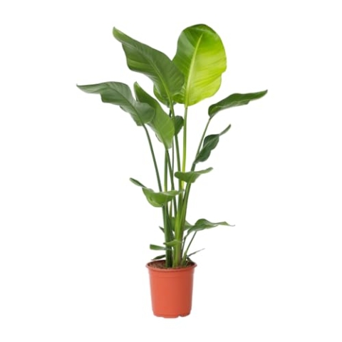 Plant in a Box - Strelitzia Nicolai - Weißer Paradiesvogelblume - Zimmerpflanze - Topf 21cm - Höhe 90-110cm