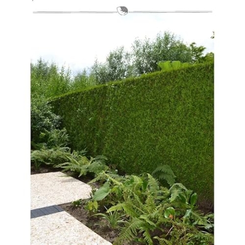 Lebensbaum Thuja Brabant 200-225 cm. 4 Thuja Pflanzen. Sichtschutz Hecke