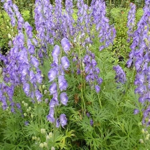 6x Blauer Eisenhut - Aconitum napellus - Topf 9x9cm