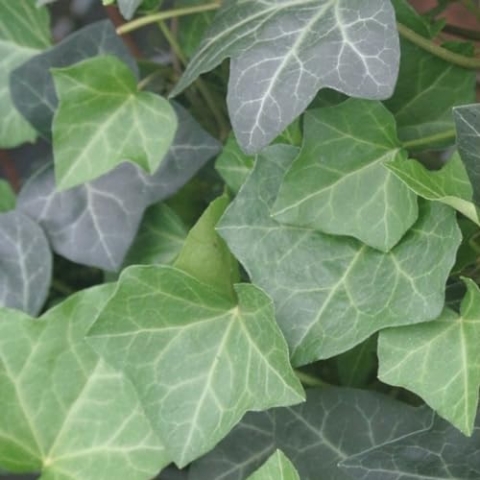 24 x Efeu 'Woerner' - Hedera helix 'Woerner' Topf 9x9cm, für 3m² : Ein vielseitiger und pflegeleichter Kletterer für Ihren Garten