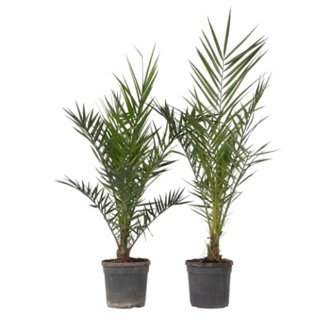 Plant in a Box - Phoenix Canariensis - Höhe 80-100cm - 2er Set - Kanarische Dattelpalme Winterhart fur draußen - Topf 19cm