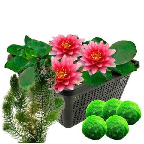 vdvelde.com - Rote Seerose - Nymphaea Attraction + Sauerstoffpflanzen gegen Algen - Kombi-Set - Seerose und Sauerstoffpflanzen - Platzierung: -1 bis -40 cm