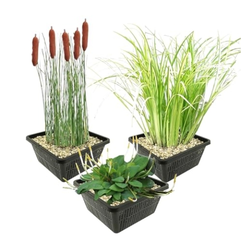 vdvelde.com - Teichpflanzen Set - Uferpflanzen - Kombi Set - 12 pflanzen - Platzierung: -1 bis -20 cm