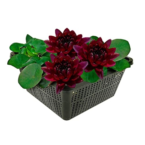 vdvelde.com - Donkerrode Waterlelie - Nymphaea Black Princess - • Grote waterlelie• Volgroeide hoogte: 10 cm• Plaatsing: -10 tot -100 cm
