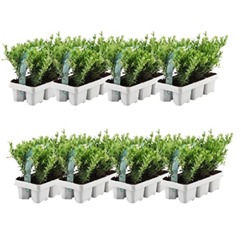 Plants by Frank – 48 Stechpalme | Heckenpflanzen Winterhart | 48 x Ø7 cm - 15 cm Ilex crenata Jenny | Heckenpflanzen | Buchs ersatz | Buchsbaum ersatz