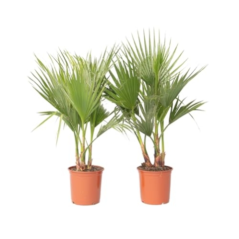 Plant in a Box - Washingtonia Robusta - 2er Set - Mexikanische Fächerpalme - Palmen Winterhart draußen - Tropische Palme - Topf 21cm - Höhe 70-90cm