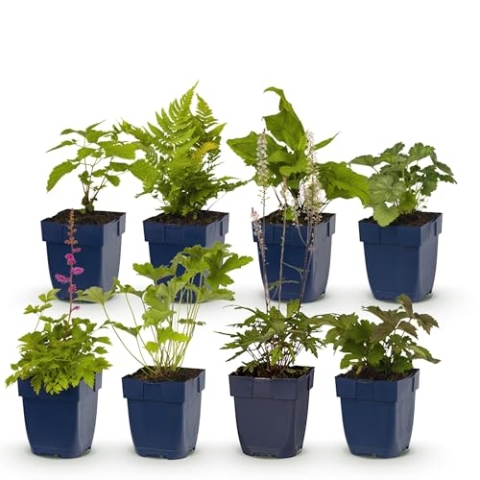 GreenboutiQ - Staudenpaket - Schatten - 8 Stauden - Für 1 m2 - Wenig Pflege - Topf 11cm