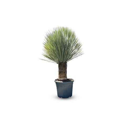 Sunny Tree - Yucca Rostrata - Palme - Stammhöhe 50/60 cm - 180 cm - Winterhart- Palmlilie
